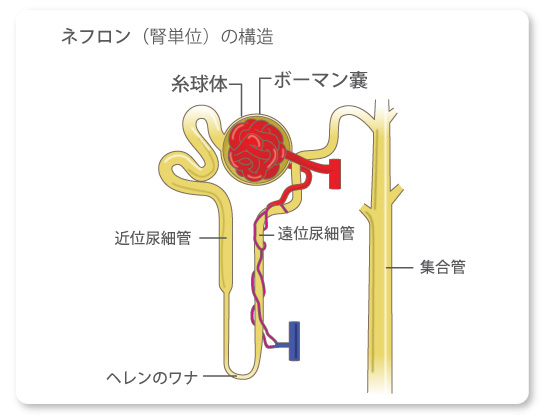 腎臓の働き