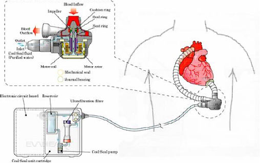 evaheart02