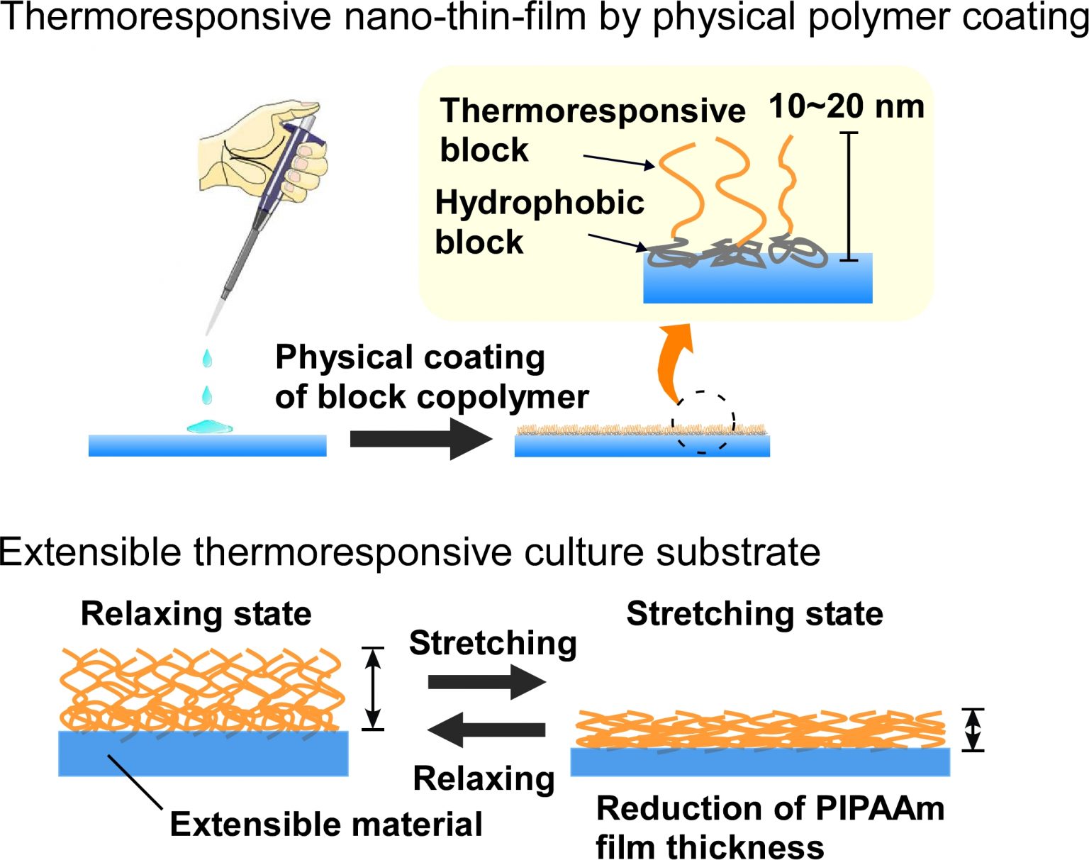 Creation of temperatureresponsive cell culture surface and development of nextgeneration