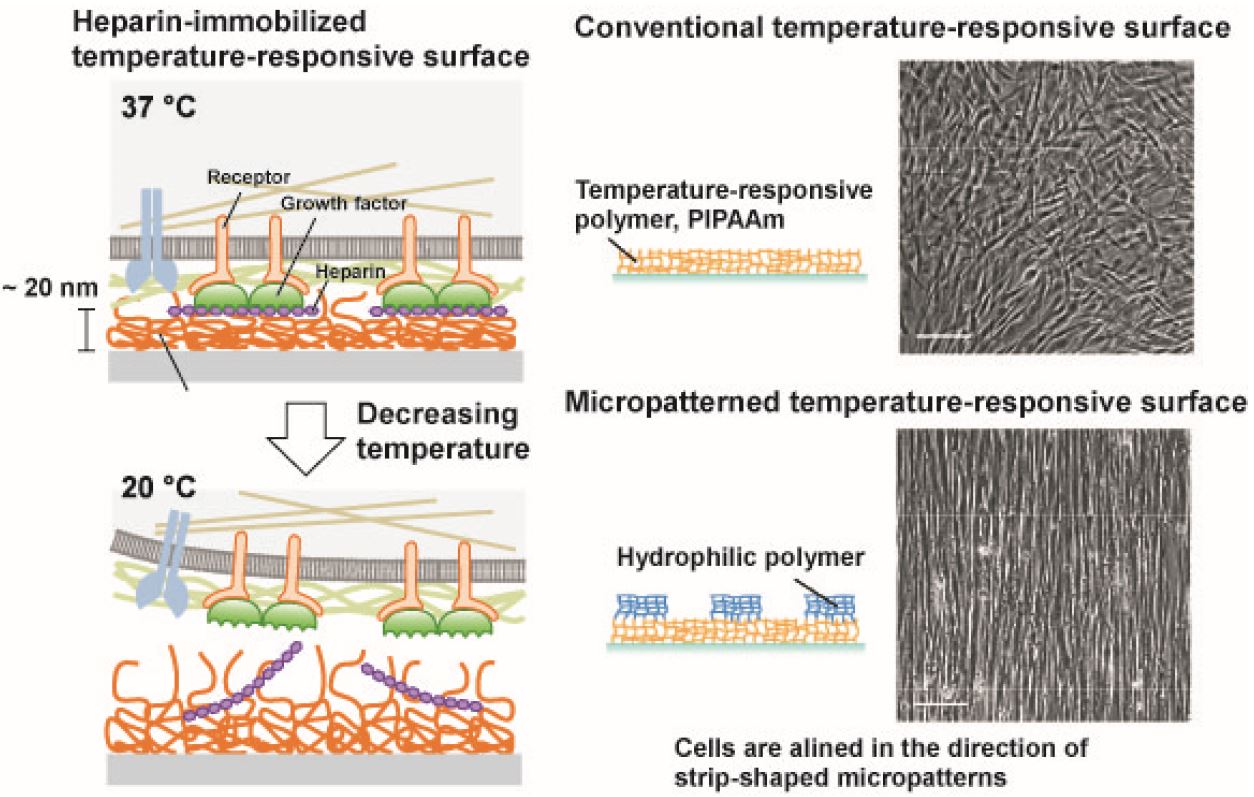 Creation of temperatureresponsive cell culture surface and development of nextgeneration