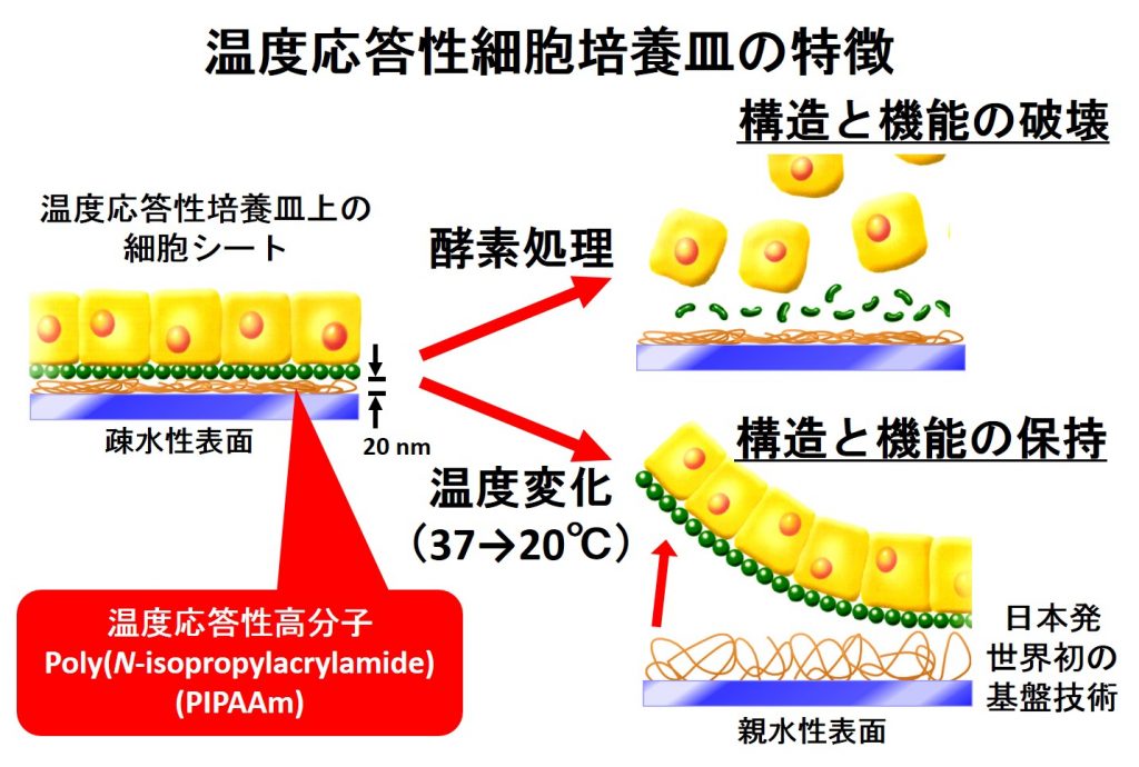 温度応答性培養皿の発明と次世代バイオマテリアル界面 Abmes