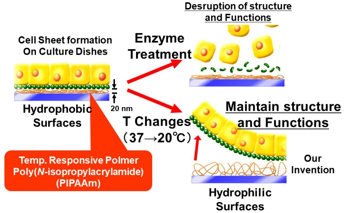 Creation of temperatureresponsive cell culture surface and development