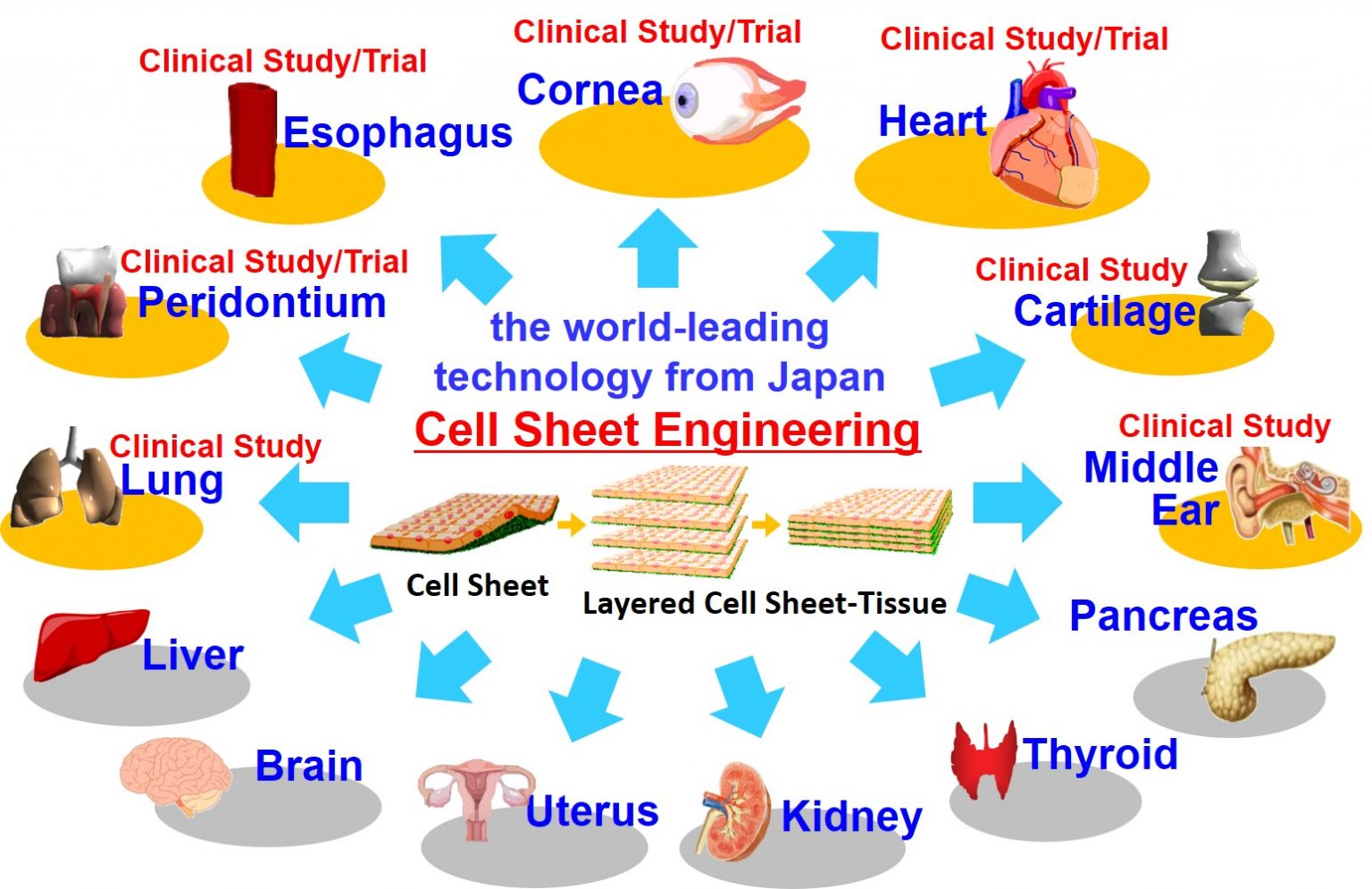 Regenerative medicine with cell sheet engineering ABMES