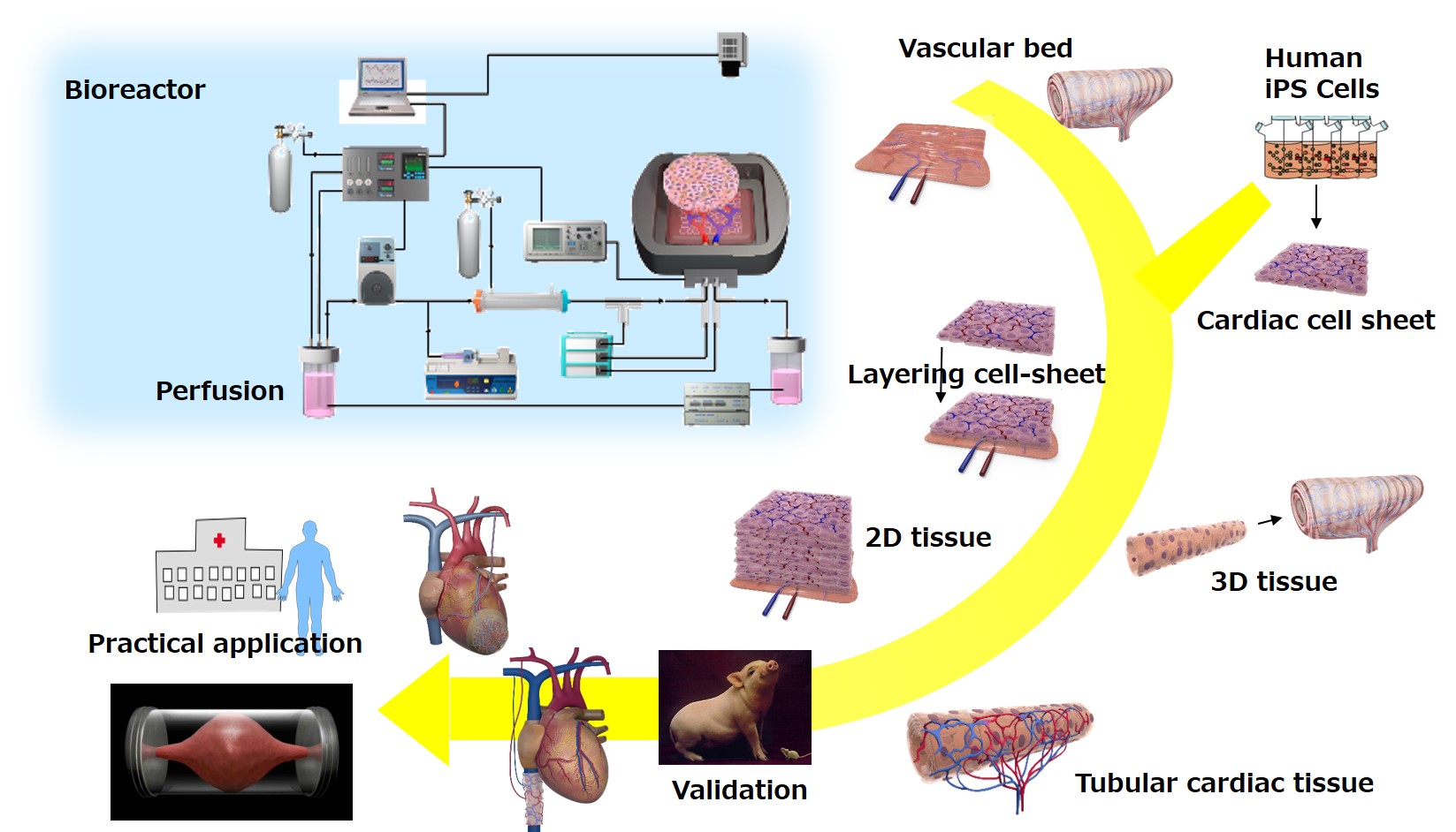 Technology for fabrication of cellsheetbased 3D tissue ABMES