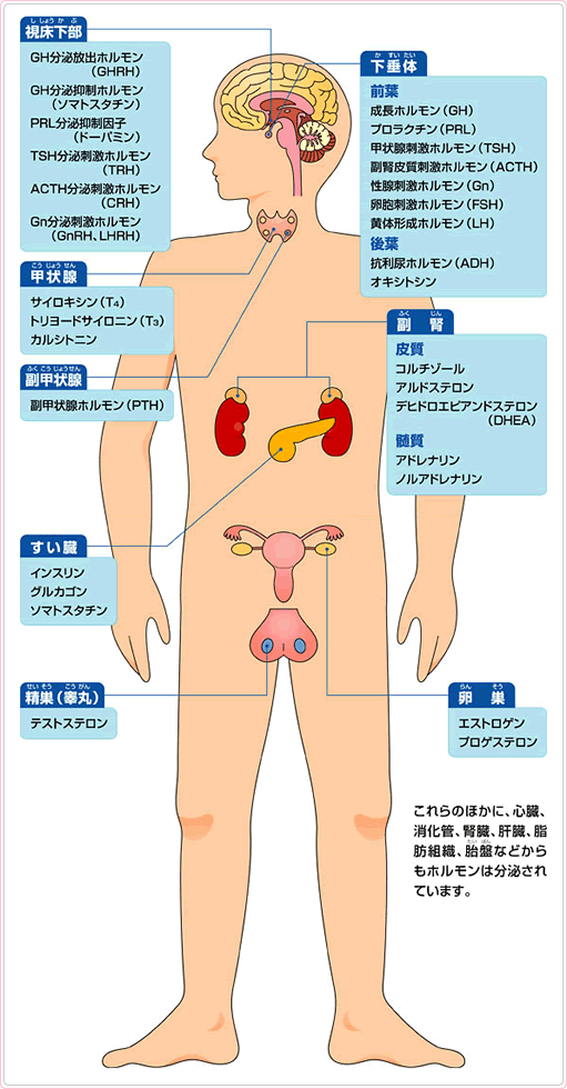主な内分泌臓器とホルモン ホルモンとは 患者さまへ 東京女子医科大学 高血圧 内分泌内科